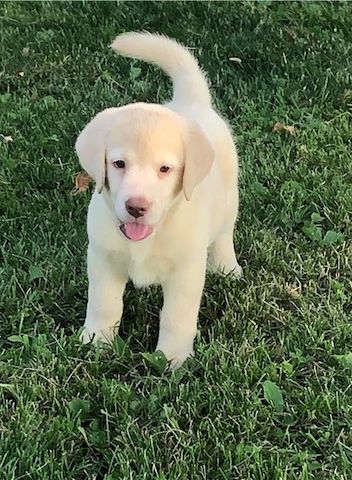 Kräftige und verspielte Labradorwelpen – bereit für jedes Abenteuer!