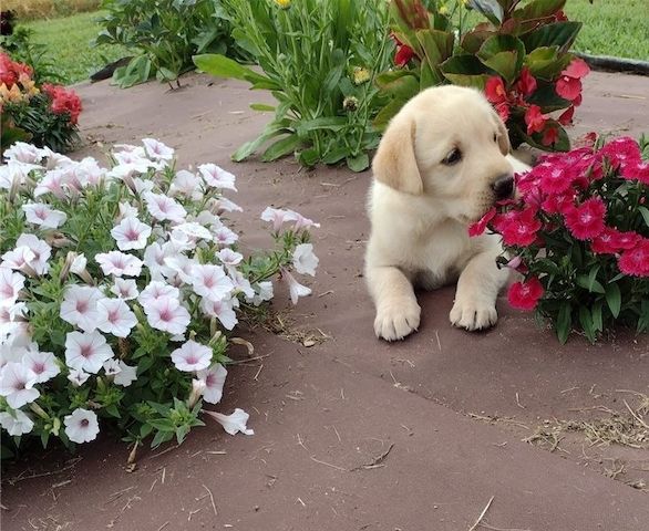 Kräftige und verspielte Labradorwelpen – bereit für jedes Abenteuer!