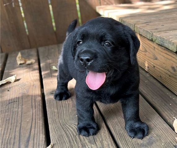 Kräftige und verspielte Labradorwelpen – bereit für jedes Abenteuer!