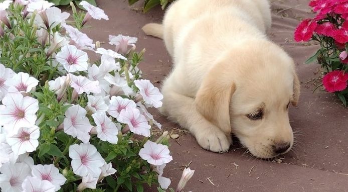 Kräftige und verspielte Labradorwelpen – bereit für jedes Abenteuer!