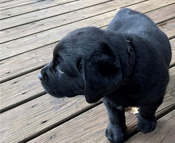 Kräftige und verspielte Labradorwelpen – bereit für jedes Abenteuer!