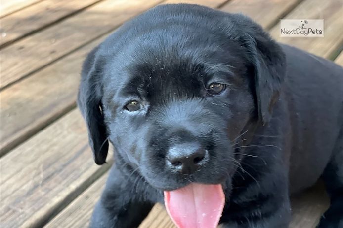 Kräftige und verspielte Labradorwelpen – bereit für jedes Abenteuer!