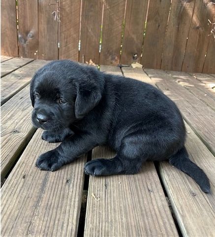 Kräftige und verspielte Labradorwelpen – bereit für jedes Abenteuer!