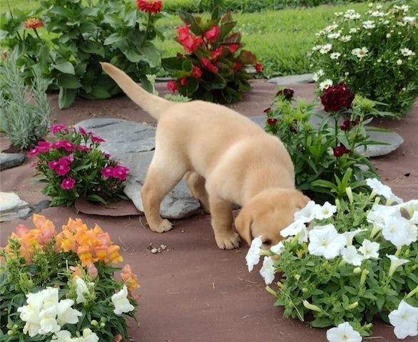 Kräftige und verspielte Labradorwelpen – bereit für jedes Abenteuer!