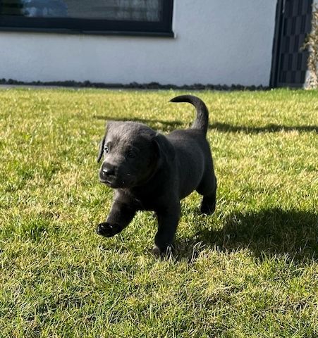 Wunderschöne Labrador Welpen mit Ahnentafel, aus liebevoller Familienaufzucht