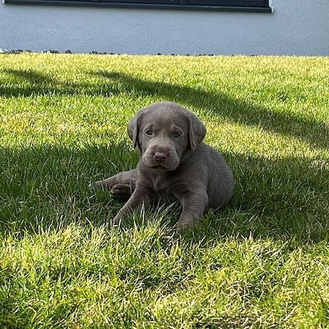 Wunderschöne Labrador Welpen mit Ahnentafel, aus liebevoller Familienaufzucht