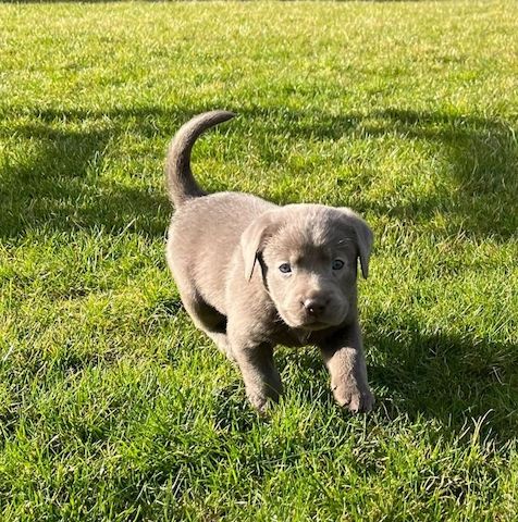 Wunderschöne Labrador Welpen mit Ahnentafel, aus liebevoller Familienaufzucht