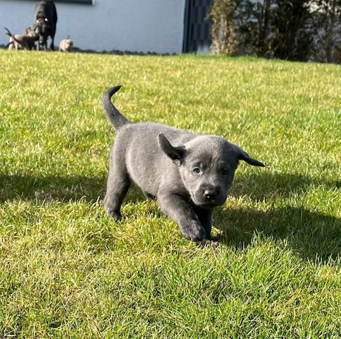 Wunderschöne Labrador Welpen mit Ahnentafel, aus liebevoller Familienaufzucht