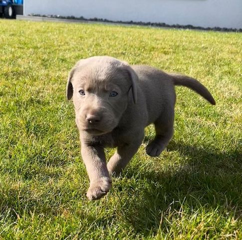 Wunderschöne Labrador Welpen mit Ahnentafel, aus liebevoller Familienaufzucht
