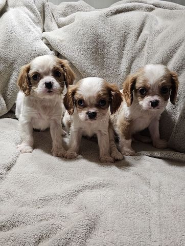 Cavalier King Charles Spaniel Welpen, Rüden und Hündinnen.