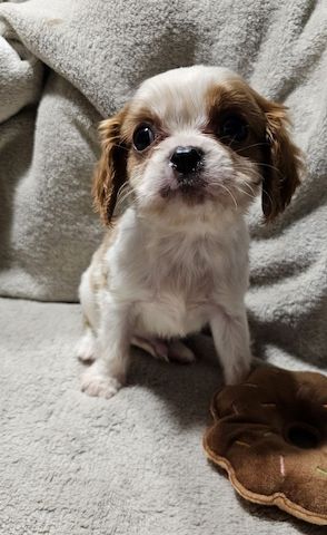 Cavalier King Charles Spaniel Welpen, Rüden und Hündinnen.