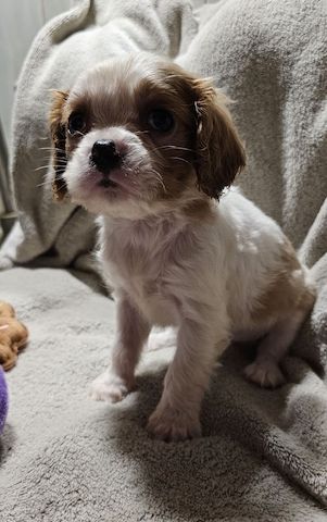 Cavalier King Charles Spaniel Welpen, Rüden und Hündinnen.
