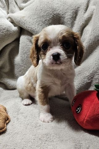 Cavalier King Charles Spaniel Welpen, Rüden und Hündinnen.
