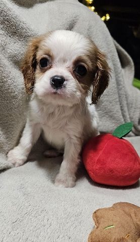Cavalier King Charles Spaniel Welpen, Rüden und Hündinnen.