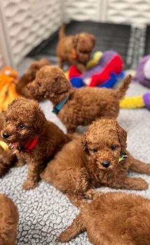 Schöne Zwergpudelwelpen für ein neues Zuhause