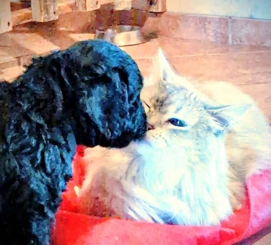 Portugiesische Wasserhund- Bergamasker Mix Welpen