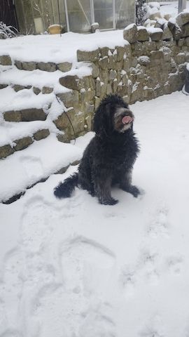 Portugiesische Wasserhund- Bergamasker Mix Welpen