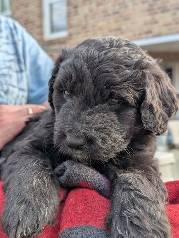 Portugiesische Wasserhund- Bergamasker Mix Welpen