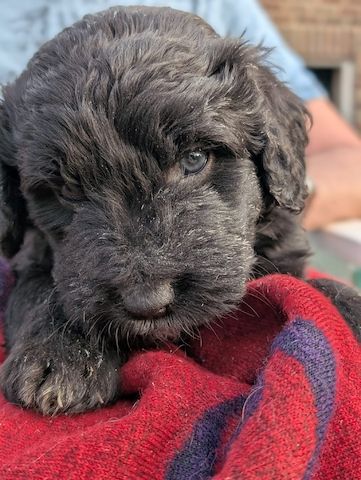 Portugiesische Wasserhund- Bergamasker Mix Welpen