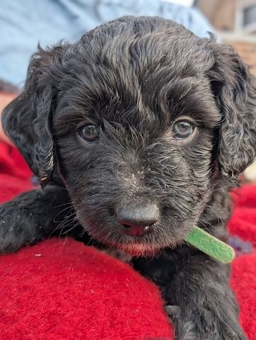 Portugiesische Wasserhund- Bergamasker Mix Welpen