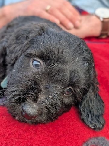 Portugiesische Wasserhund- Bergamasker Mix Welpen