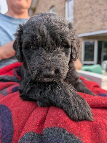 Portugiesische Wasserhund- Bergamasker Mix Welpen
