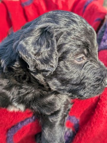 Portugiesische Wasserhund- Bergamasker Mix Welpen