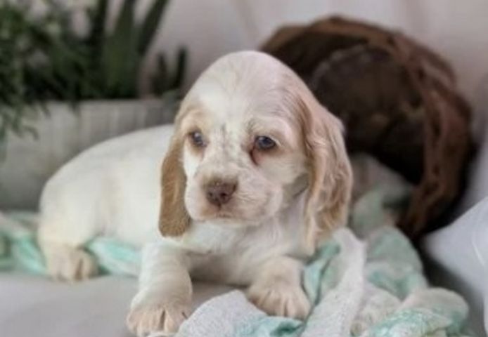 Reinrassige Cocker Spaniel Welpen