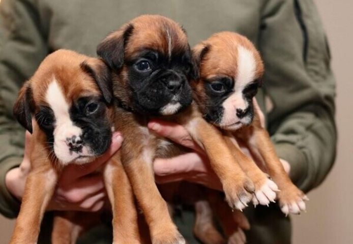 Wunderschöne Boxerwelpen zu verkaufen