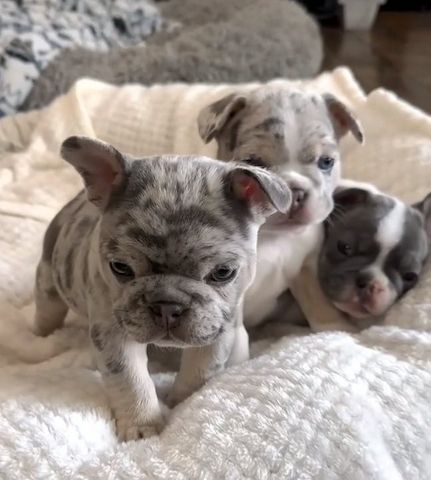 Französische Bulldoggenwelpen zu verkaufen