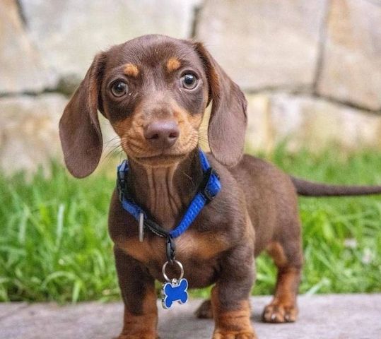 Niedlicher Mini-Dackelwelpe sucht ein neues Zuhause