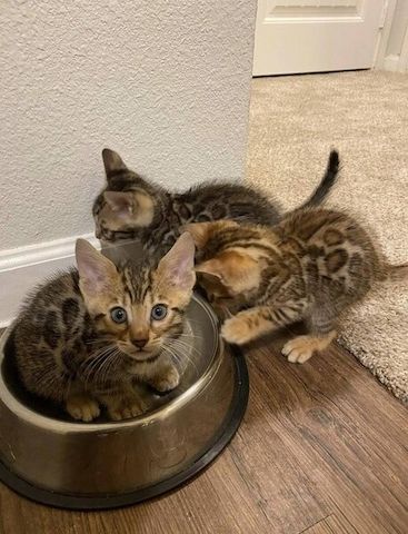 Zutrauliche Bengalkätzchen zu verkaufen
