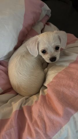 Malteser Chihuahua Welpe weiblich