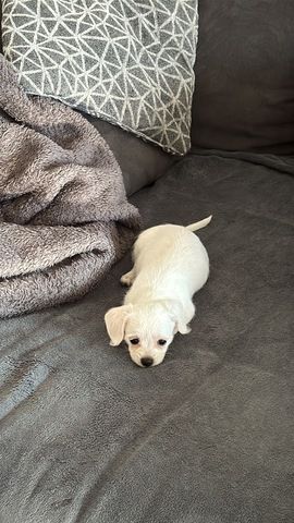 Malteser Chihuahua Welpe weiblich