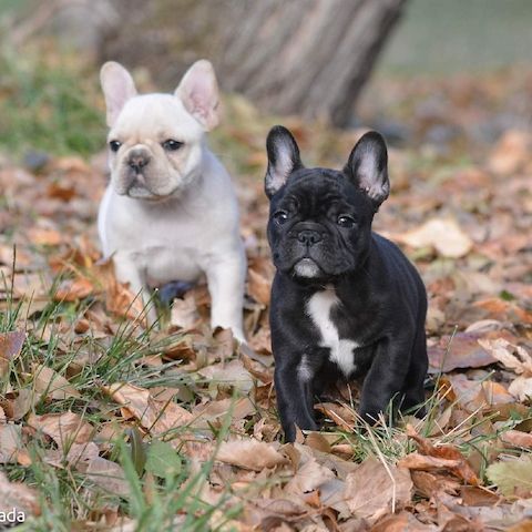 Französische Bulldoggenwelpen zu verkaufen