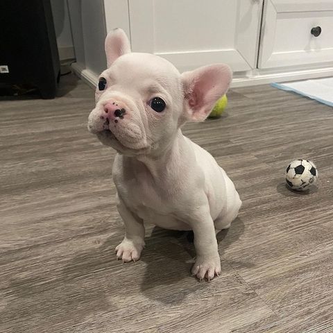 Französische Bulldoggenwelpen