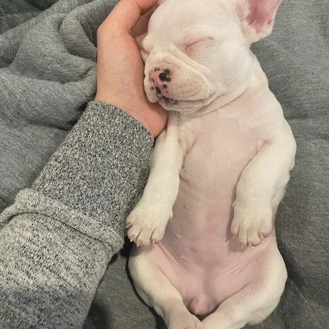 Französische Bulldoggenwelpen