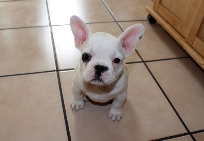 Französische Bulldoggenwelpen