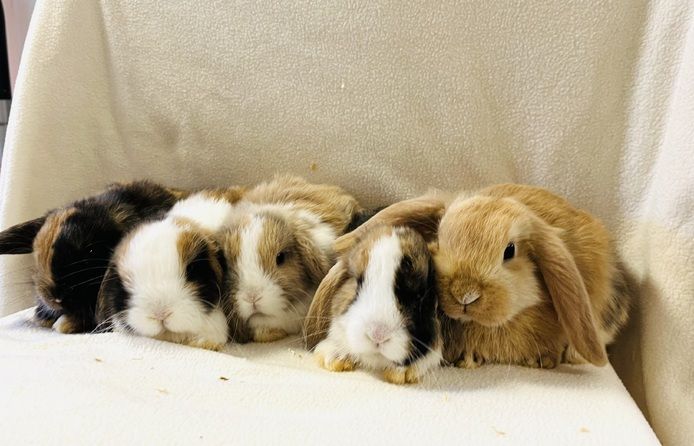 Zwergkaninchen Babys Minilop