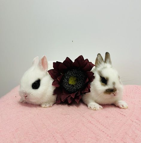 Zwergkaninchen Babys Minilop