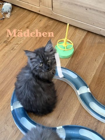 5 zuckersüße Maine Coon Kitten