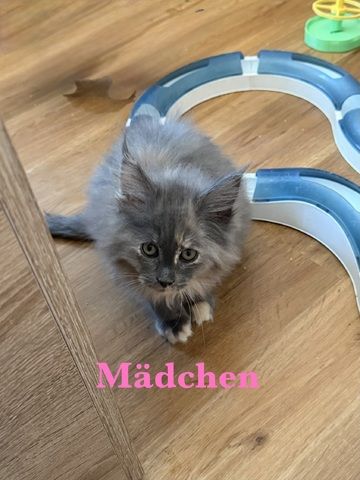 5 zuckersüße Maine Coon Kitten