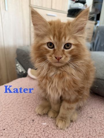 5 zuckersüße Maine Coon Kitten