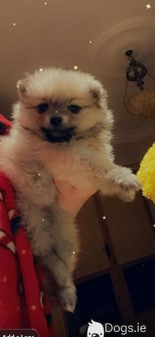 Bernese Mountain Dog