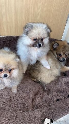 Pomeranian puppies