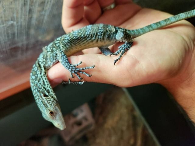 BIETE: 0.0.1 Varanus macraei