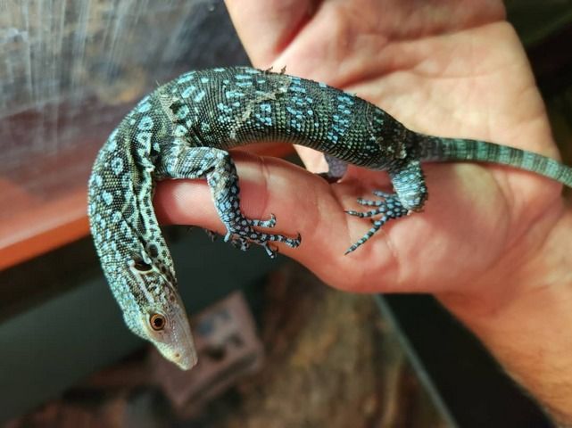 BIETE: 0.0.1 Varanus macraei.k
