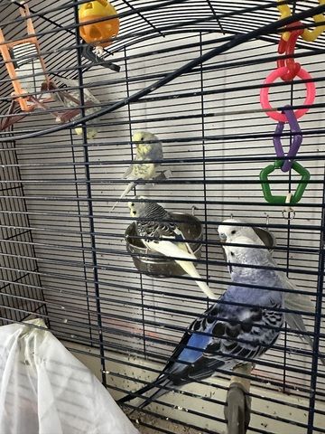 Wellensittich zum Verkaufen