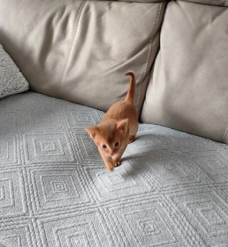 Wunderschönes Abessinier kätzchen