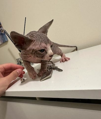 wunderschönen Sphynx-Babys kennen